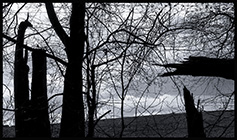 1 položka z fotogalerie, malé (thumbnail) ukázkové foto. Stromy - Říčany